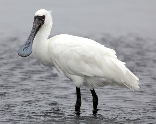 Black-faced Spoonbill (3)