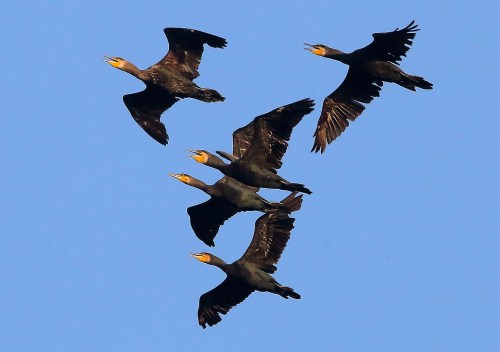 Great Cormorant in Aogu