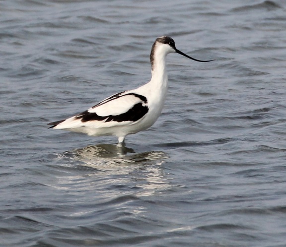 Pied Avocet-logo bird (2)