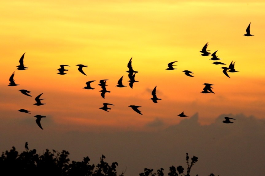 CHIAYI COUNTY: Site of the 9th&nbsp;ABF